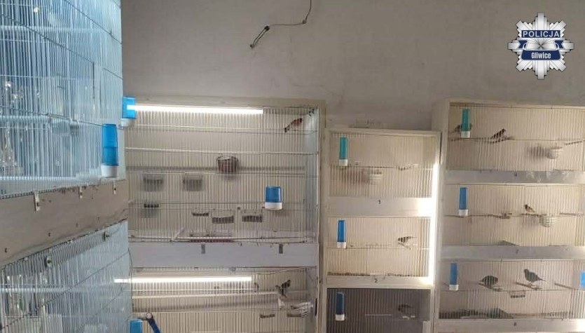 Egzotyczne ptaki i żywołapki w mieszkaniu. Policja zlikwidowała nielegalną hodowlę  