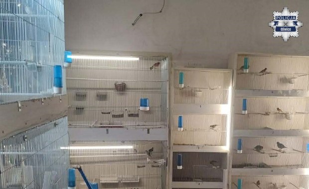 Egzotyczne ptaki i żywołapki w mieszkaniu. Policja zlikwidowała nielegalną hodowlę  