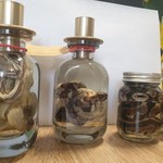Egzotyczne węże w słoikach. 34-latek zatrzymany  