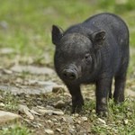 Egzotyczne zwierzęta w parku narodowym. Jak należy reagować? 