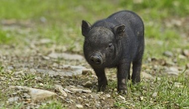 Egzotyczne zwierzęta w parku narodowym. Jak należy reagować? 
