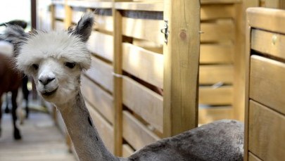 Egzotyczni mieszkańcy Kielnarowej