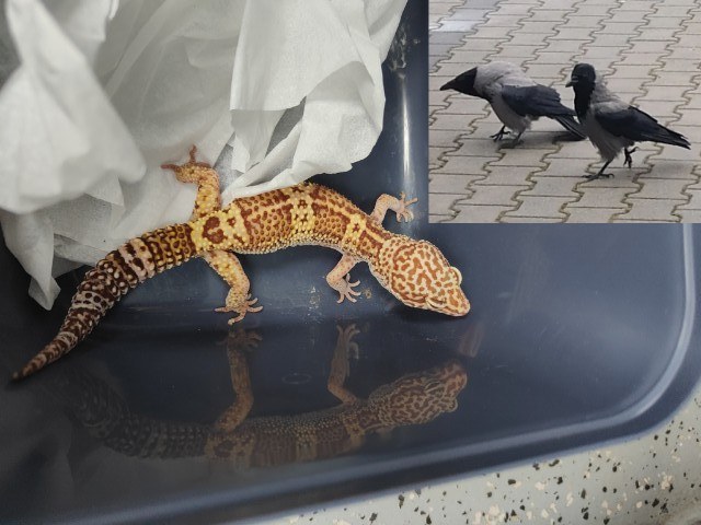 Egzotyczny gekon wygrzewał się na trawniku na Woli /Straż Miejska