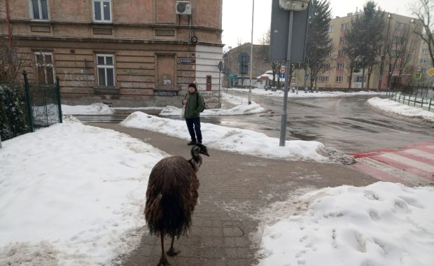 Egzotyczny pieszy w Przemyślu. "Coraz większe te gołębie"
