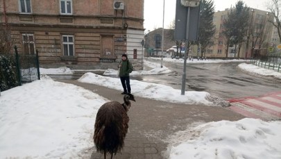 Egzotyczny pieszy w Przemyślu. "Coraz większe te gołębie"