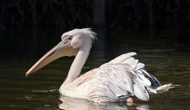 Egzotyczny ptak widziany pod Warszawą. Spacerował razem z bocianami