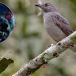 Egzotyczny ptak wydaje przeraźliwe dźwięki. Są jak z "Akademii Pana Kleksa"