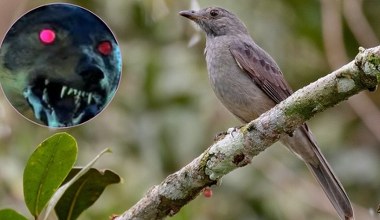 Egzotyczny ptak wydaje przeraźliwe dźwięki. Są jak z "Akademii Pana Kleksa"