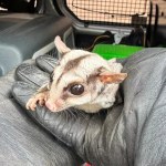 Egzotyczny ssak prosto z Australii znaleziony w Warszawie