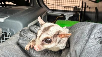 Egzotyczny ssak prosto z Australii znaleziony w Warszawie