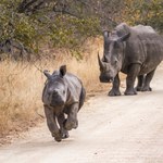 Ekolodzy chcą uwolnić 2 tys. nosorożców. Wymyślili sprytny sposób