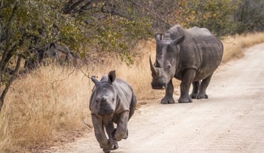 Ekolodzy chcą uwolnić 2 tys. nosorożców. Wymyślili sprytny sposób