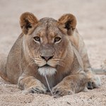 Ekolodzy mówią o sensacji. Po niemal 20 latach zobaczono żywe lwy
