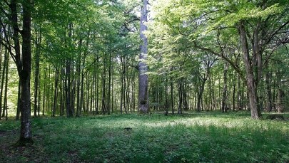 Ekolodzy o postępowaniu KE przeciw Polsce: Skandal! Puszczy muszą bronić międzynarodowe instytucje