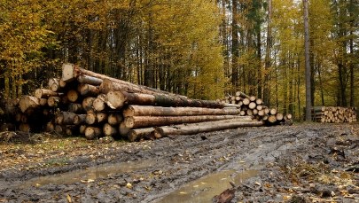 Ekolodzy o wyroku ws. Puszczy Białowieskiej: Gorzka lekcja dla ministra środowiska