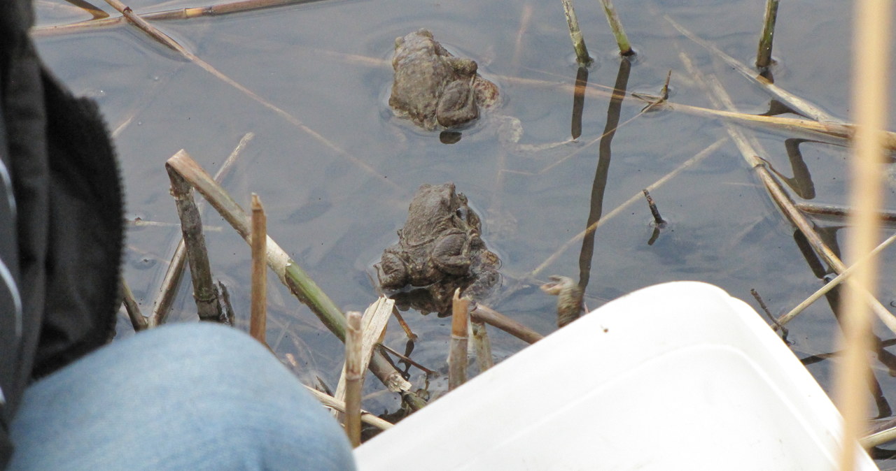 Ekolodzy ratują ropuchy i żaby w Szczecinie
