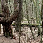 Ekolodzy skarżą Polskę za sposób zarządzania lasami
