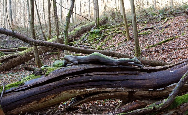 Ekolodzy wycięli 5 hektarów lasu piłami elektrycznymi!