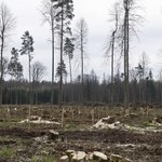 Ekolodzy wysłali listy z ostrzeżeniami przed karami do nadleśnictw w Puszczy Białowieskiej