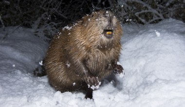 "Ekologiczna odśnieżarka". Polski bóbr podbił serca internautów