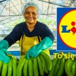 Ekologiczne, etyczne i tanie - Lidl kusi wyjątkową promocją na banany Fairtrade