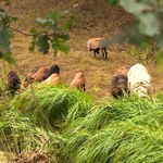 Ekologiczne kosiarki w Katowicach. Trawę koszą owce