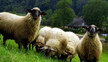 Ekologiczne kosiarki w Ojcowskim Parku Narodowym. Turyści zachwyceni