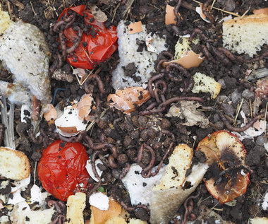 Ekologicznie: Kompostownik, czyli jak do końca wykorzystać odpadki?