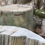 Ekologiczny cmentarz w Niemczech. To miejsce tętni życiem