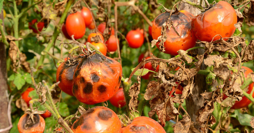 Ekologiczny oprysk na pomidory z wody i octu jabłkowego zwalcza grzyby /123rf /123RF/PICSEL
