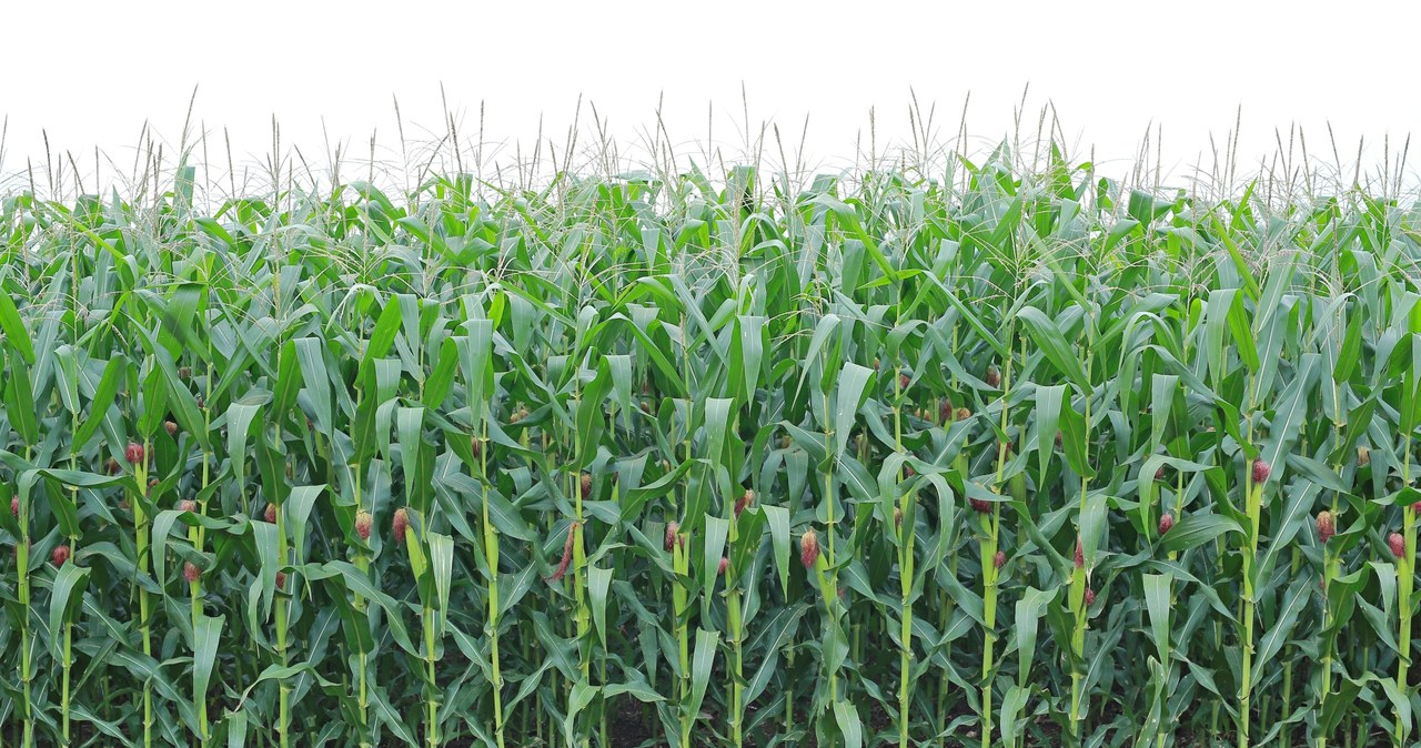 Ekonomiści Goldman Sachs podnieśli prognozy dla kontraktów terminowych typu forward na kukurydzę, soję i pszenicę /123RF/PICSEL