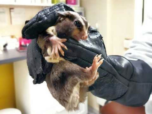 Ekopatrol otrzymał informację, że jeden z mieszkańców warszawskiej Białołęki ma w swoim mieszkaniu lotopałankę, którą znalazł na balkonie, a dokładniej znalazł ją jego kot, który dał znać właścicielowi.  "+Latający wiewiór+ trafił do transportera, w którym czekał na przybycie strażników. Ssak był wystraszony i zmarznięty, ale w ciepłym pomieszczeniu odzyskał wigor. Mężczyzna, zamieszczając informację w mediach społecznościowych, chciał na własną rękę znaleźć jego właściciela bądź właścicielkę. Nie spodziewał się jednak, że po australijskiego ssaka zgłosi się kilka osób. Nie mając w tej sytuacji pewności, do kogo tak naprawdę należy małe zwierzątko, postanowił zwrócić się o pomoc do straży miejskiej" - wyjaśnili stołeczni strażnicy.  Dodała, że przybyły na miejsce Ekopatrol przekazał ssaka lecznicy przy ulicy Potockiej. "Aby uniknąć takich sytuacji, zawsze warto mieć dokument poświadczający posiadanie egzotycznego zwierzęcia. To może być książeczka weterynaryjna uzupełniana podczas wizyt lekarskiLotopałanki to niewielkie torbacze prowadzące nocny, nadrzewny tryb życia, naturalnie występujące w Australii i Nowej Zelandii