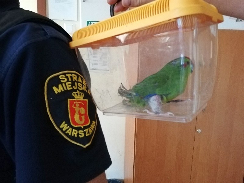 Ekopatrol zaopiekował się ranną papugą /Straż Miejska