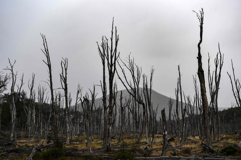 Ekosystem w Patagonii ulega coraz większej degradacji. /PABLO COZZAGLIO /AFP