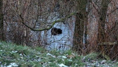 Eksmitowany bóbr Gumiś powrócił. Znowu niszczy drzewa