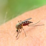 Eksperci odkryli, że komary lubią cztery rodzaje ludzi