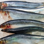 Eksperci ostrzegają: Ryby z Morza Bałtyckiego mogą być niebezpieczne