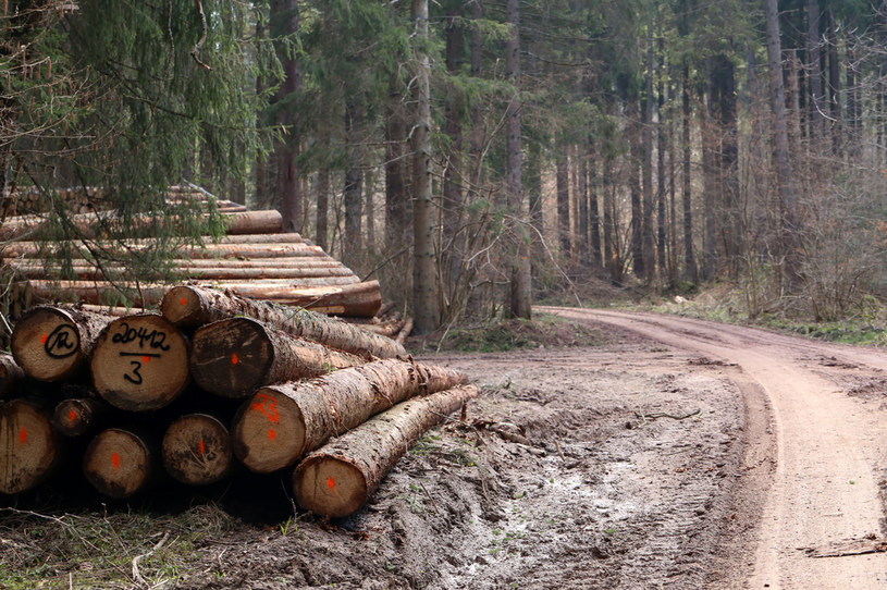 Eksperci podkreślali, że eksport polskiego drewna jest znacznie większy niż podają Lasy Państwowe /123RF/PICSEL