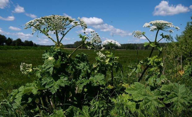 Ekspert o roślinach inwazyjnych w Polsce. "Nie straszyłbym"