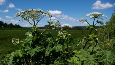 Ekspert o roślinach inwazyjnych w Polsce. "Nie straszyłbym"