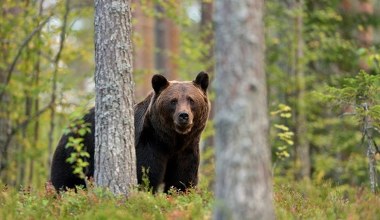 Ekspert: Strzelanie do niedźwiedzi nie rozwiąże problemu