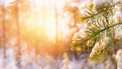 Ekspert: Za 30 lat świerki znikną z Polski 