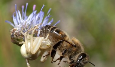 Ekspertka: pszczoły miodne mogą zaszkodzić tym dzikim