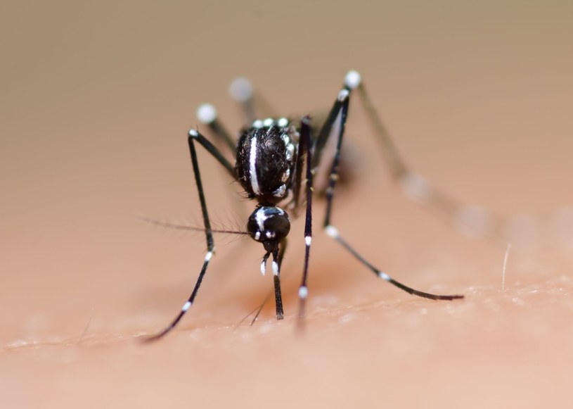 Eksperyment ostatecznie wywołał efekt odwrotny od zamierzonego – liczba komarów przenoszących niebezpieczne choroby wzrosła /123RF/PICSEL