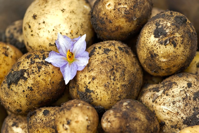 Eksperymentuj z przepisami i ciesz się smakiem młodych ziemniaków /123RF/PICSEL