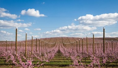 Eksplozja kwitnienia i rzędy pachnących drzew. To trzeba zobaczyć 