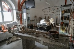 Eksponaty w Muzeum Medycyny Sądowej Uniwersytetu Medycznego