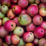 Eksport jabłek na wschód maleje, a ceny spadają