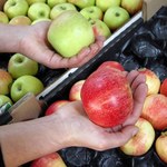 Eksport polskich jabłek będzie rósł