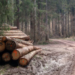 Eksport polskiego drewna znacznie większy niż podają Lasy Państwowe - branża